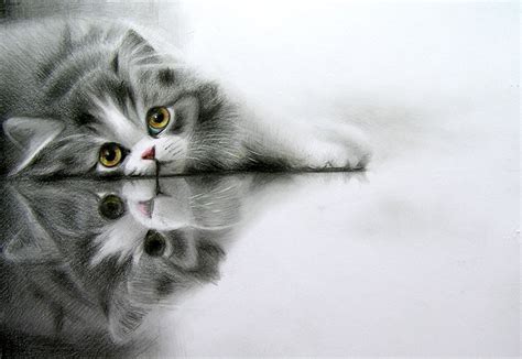 Фотография коты Vladimir Medvedev смотрит Животные Рисованные