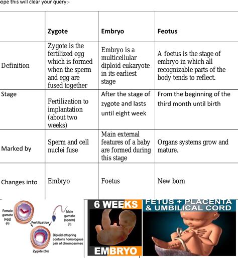 What Is The Difference Between Foetus And Embryo