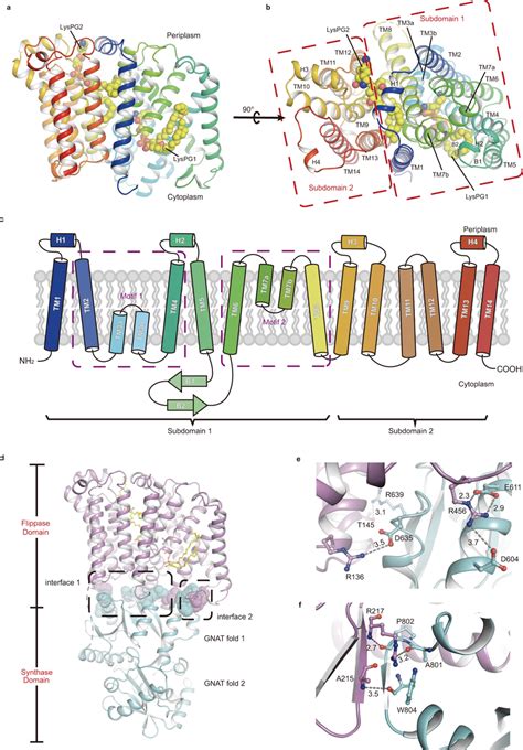 The Flippase Domain And Its Interactions With The Synthase Domain In