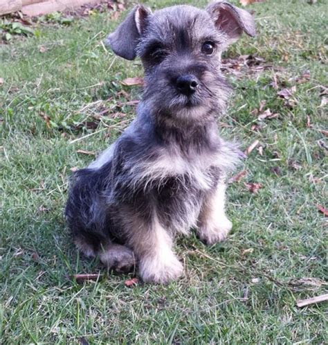 Austin classifieds online is the best place to buy dogs for sale in austin. Schnauzer Puppies For Sale | Austin, TX #120667 | Petzlover