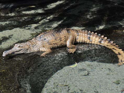 Crocodylus Johnstoni Johnsons Crocodile In San Diego Zoo