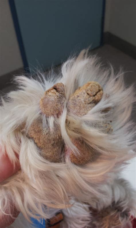 Pemphigus foliaceus is a rare autoimmune disease in cats accounting for less than 1% of the author's skin cases. Pemphigus foliaceus footpads - Dr. Robert Hilton