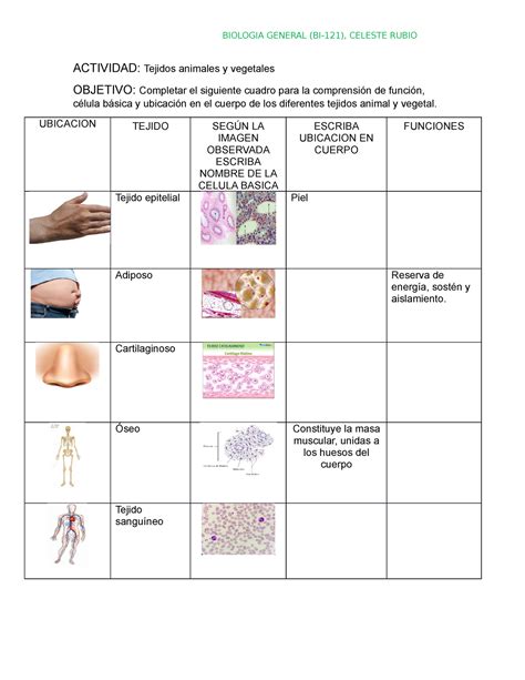 Actividad De Tejidos ´practica Biologia General Bi 121 Celeste