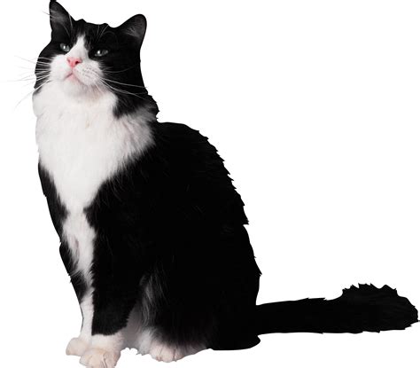 Black And White Cat Png Download Free Png Images