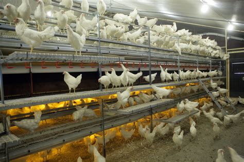 Layer Breeding For The Future Poultry World