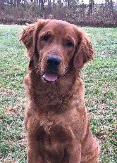 Red golden retrievers are like other goldens although they typically have shorter, darker coats, are leaner and more athletic, and they're often bred for golden retriever puppies are essentially fluffy tornadoes with teeth. Bounderhill Goldens, Golden Retrievers, Dark Red Golden ...