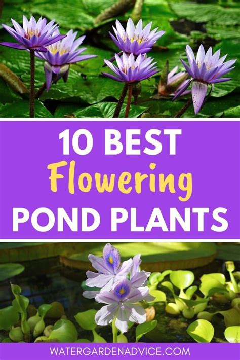 10 Best Flowering Pond Plants Pond Plants Garden Pond Design Fish