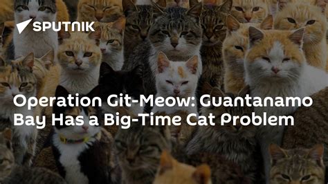 Operation Git Meow Guantanamo Bay Has A Big Time Cat Problem 0604