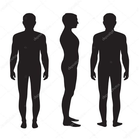 Silhouette Human Body Anatom A Del Cuerpo Humano Vector De Stock
