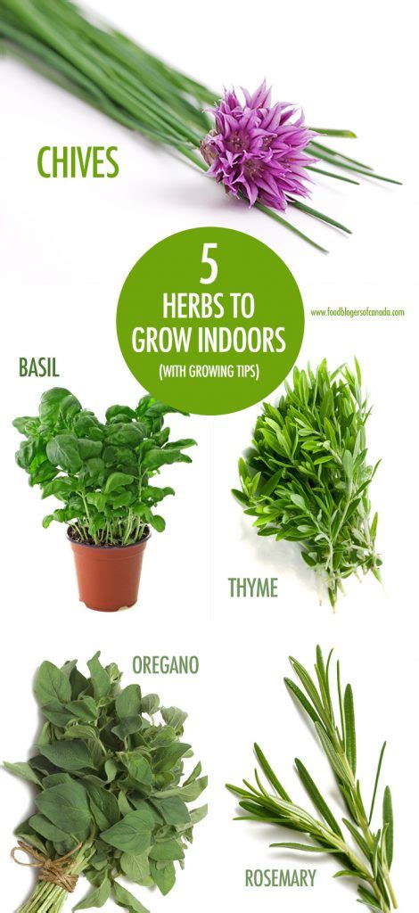 Our Top Five Herbs To Grow Indoors This Winter Food Bloggers Of Canada