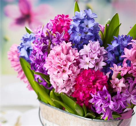 ad_1 klicken sie auf das bild, um 25 ältere bilder einer tänzerin mit lockigem haar, eines texanischen mädchens. Bilder Blumen Hyazinthen Großansicht