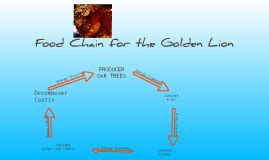 They are found in africa and india where they sit at the top of the food chain. FOOD CHAIN of a golden lion tamrin by nakiya saunders on Prezi