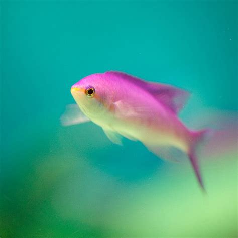 Pink Fish Pink Fish Deep Sea Creatures Fish