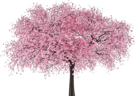 Japan Tree Sakura Cherry Blossom Japan Graphics Clipart Large Size