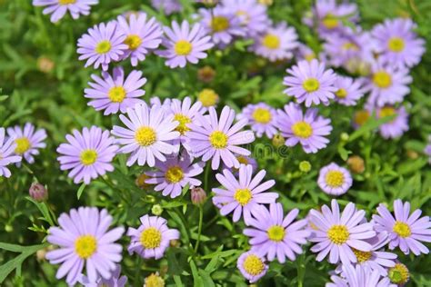 Colourful Purple Daisies Background Stock Photo Image Of Daisy Field