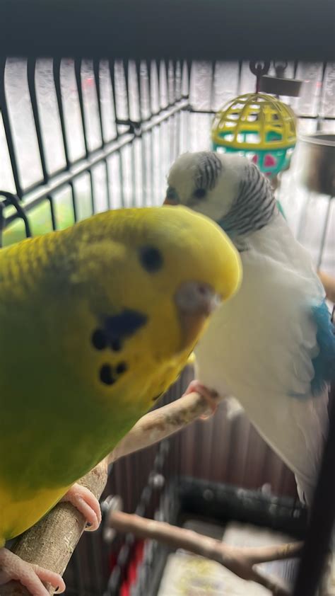 Budgie Is Sad Rbudgies