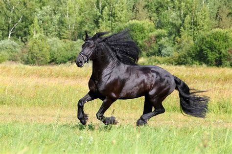 5 Horse Breeds With Unique Manes