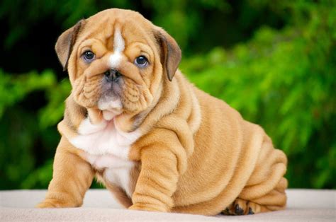 English bulldog puppy. | Bulldog, English bulldog, English bulldog puppy
