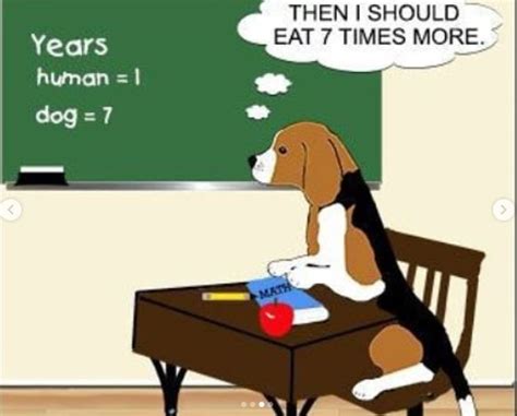 14 Funny Beagle Memes That Will Make You Smile Petpress Make You