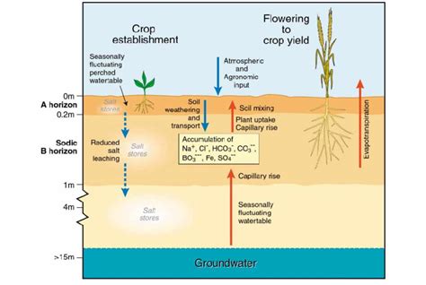 Hydrological Processes And Salinity Development Commonly Found In