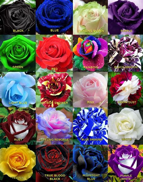 Rose Flowers Rose Seeds Flower Seeds Rainbow Roses