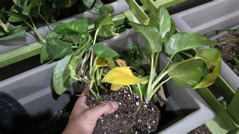 Watering Are These Golden Pothos Roots Overwatered Gardening
