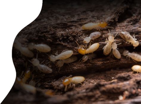 termite control phoenix termite pest control company agro pest control