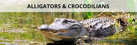 Florida Alligators And Crocodilians Florida Smart