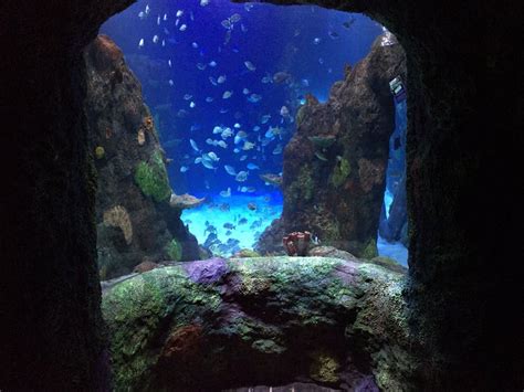 Photos For Sea Life Michigan Aquarium Yelp