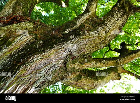 The Trunk Of Old Oak Tree Stock Photo Alamy