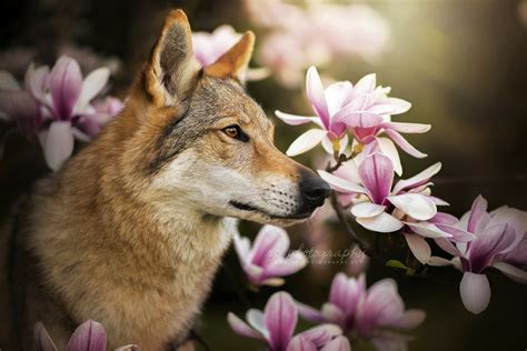 Download Flower Czechoslovakian Wolfdog Wolf Animal Wolfdog Hd