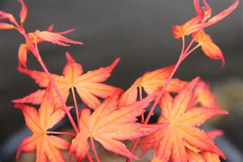 Acer Palmatum Coral Magic Japanese Maple Conifer Kingdom Shade