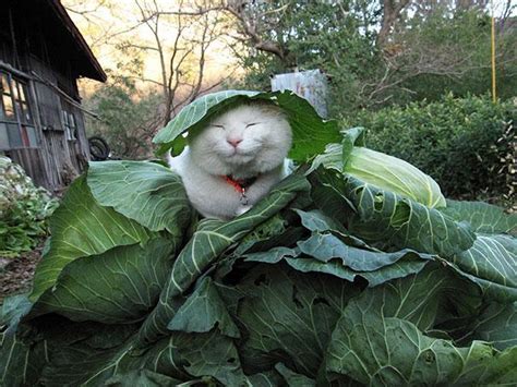 Zen Cat Shironeko Ist Der Entspannteste Kater Im Netz Fotos