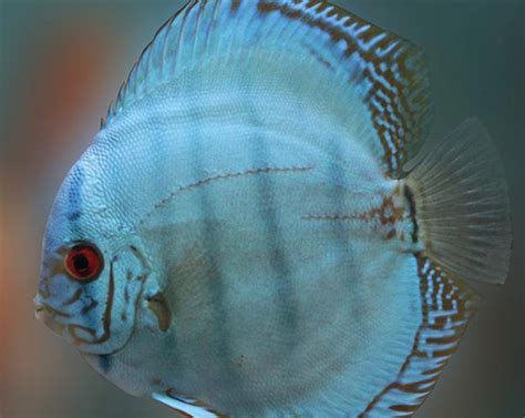 X2 Package Cobalt Blue Discus Sml 1 1 12 Each Only 15753