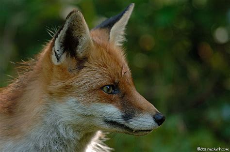 Renard Roux Vulpes Vulpes Red Fox Rotfuchs Volpe Rossa