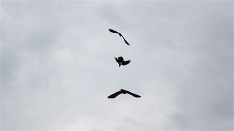 Three Black Birds Nature Flying Birds Sky Hd Wallpaper Wallpaper