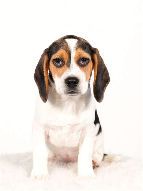 Beagle puppies are amazing companions. Beagle dog for Adoption in St. Louis Park, MN. ADN-781178 ...