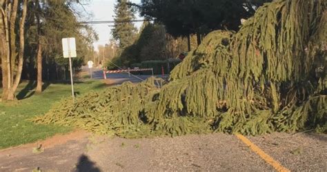 powerful winds topple trees knock out power to thousands on b c south coast bc globalnews ca