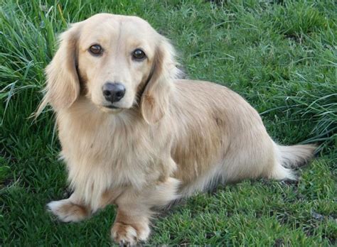 English cream dachshund puppy dog pictures baby animals cute. 554 best images about Long haired dachshund dog on ...