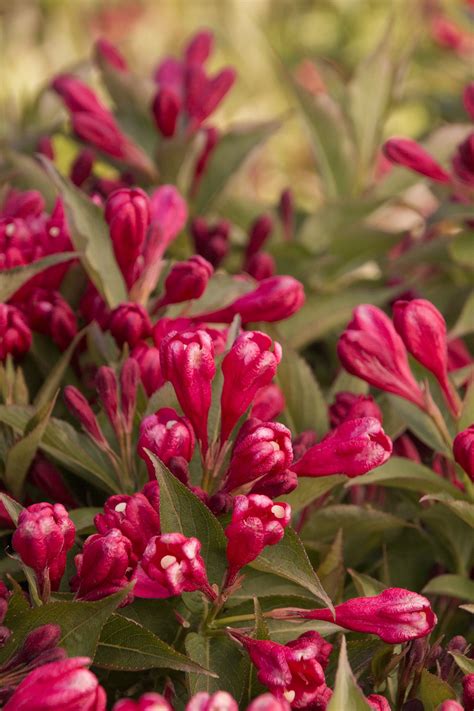 Crimson Kisses Weigela Plants Garden Makeover Shrubs