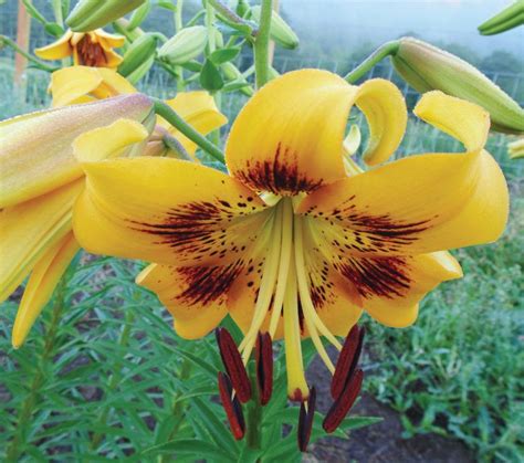 Know Your Lilies Lilies For Sun For Shade For Show The Seattle Times