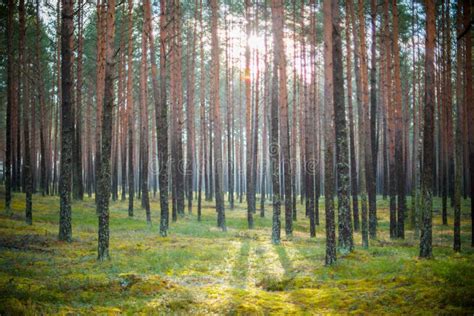 Sun Shine In A Forest With Tree With Big Roots Stock Photo Image Of