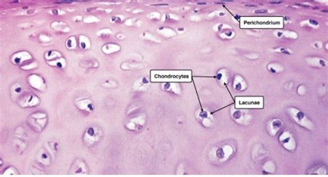 Hyaline Cartilage Definition Function And Examples