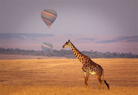 Safari In Serengeti And Ngorongoro