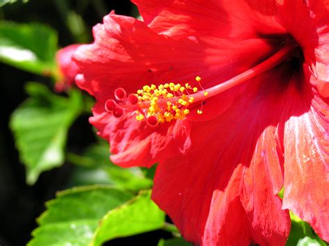 Or drag files to the drop area. File:Red flower open.jpg - Wikipedia
