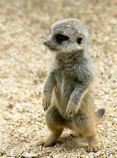 Baby Meerkat Very Cute He Looks Like His Is Only About 3 Weeks Old