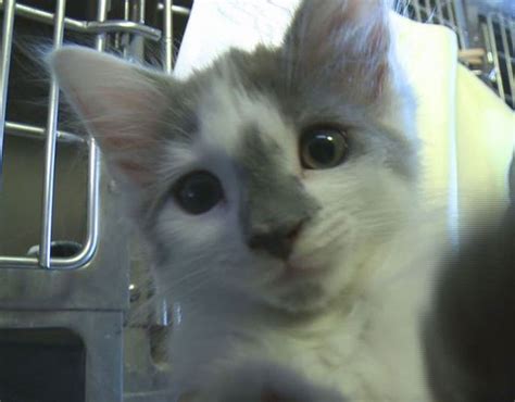 Miracle Update Maine Microwave Kitten Doing Well And Getting Worldwide