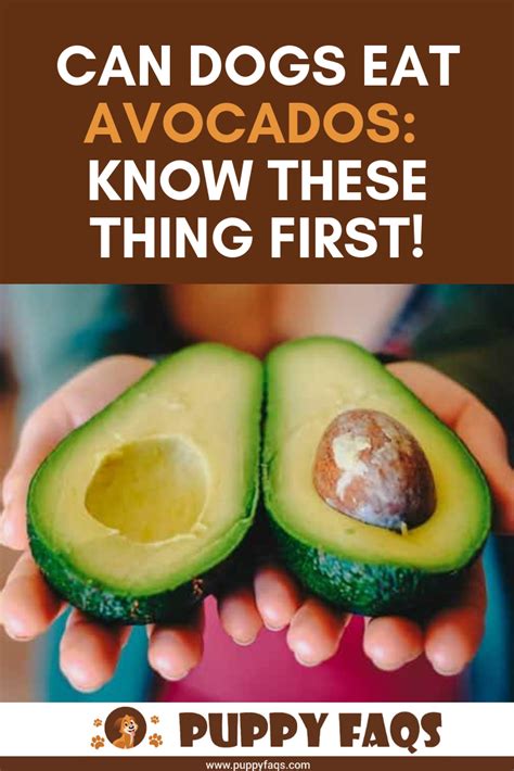 And can dogs eat avocado flesh safely? Can Dogs Eat Avocados? What You Need To Know | How to ...