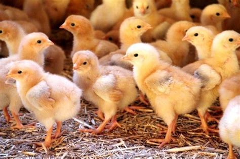 Cuidados De La Cria De Pollos Pollo Pollo Recien Nacido Bebedero De