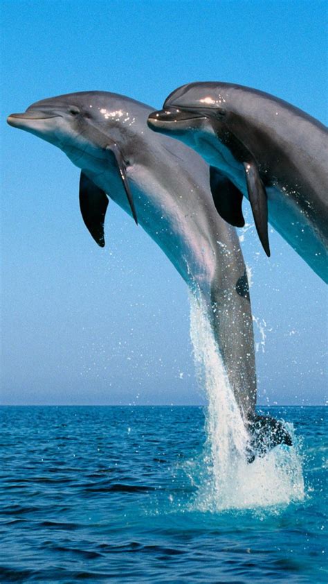 Dolphin Jump Wallpapers Top Free Dolphin Jump Backgrounds